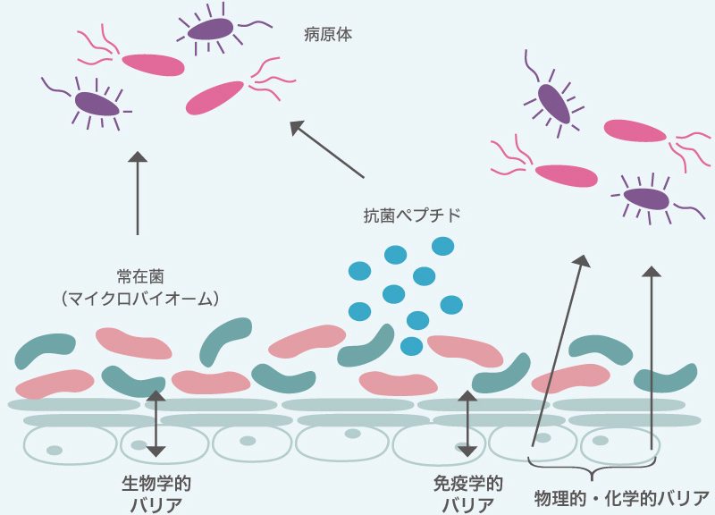 在宅マイクロバイオーム検査の詳細